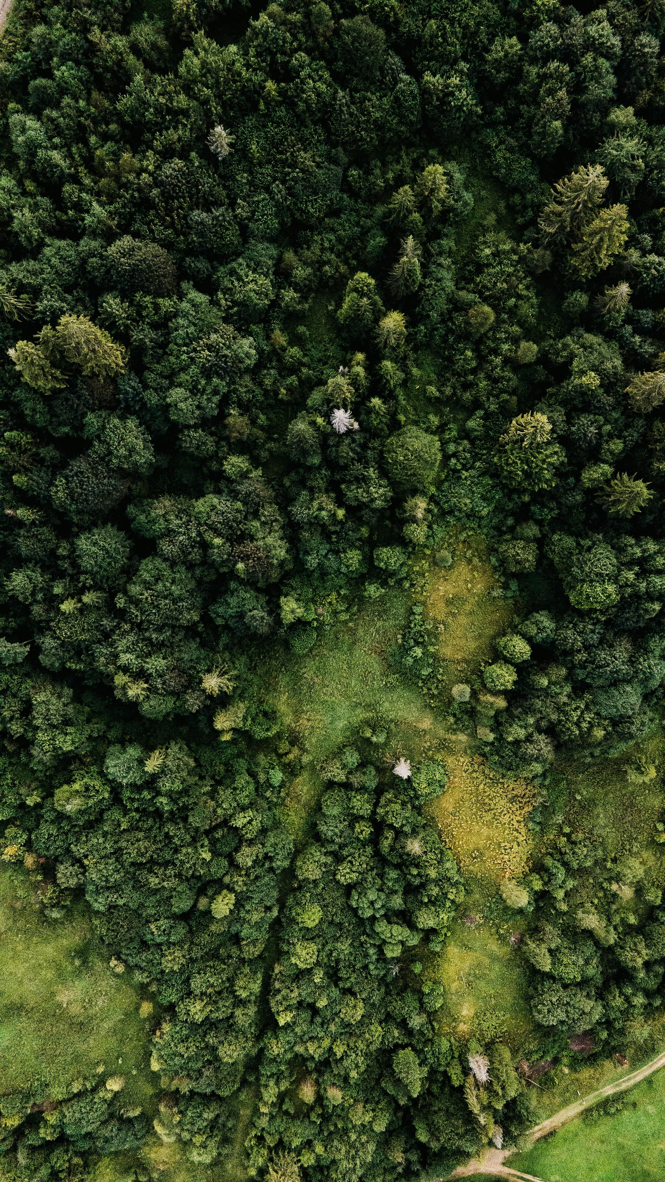 green moss on body of water